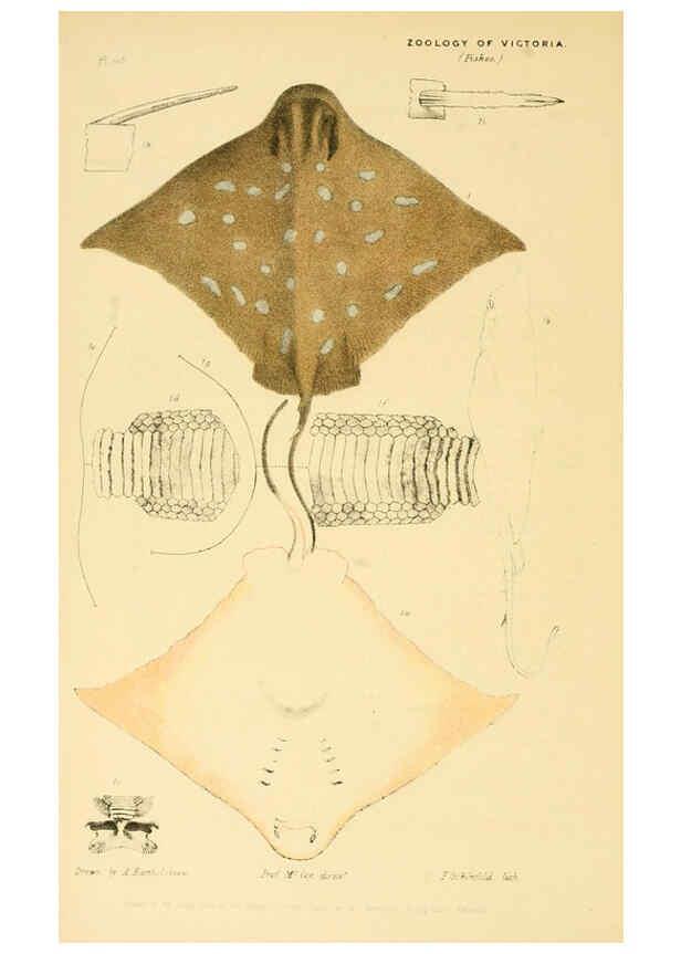Reproducción/Reproduction 5998273505: Natural history of Victoria. Dec. 6-10 Melbourne,J.Ferres, government printer;1885-90