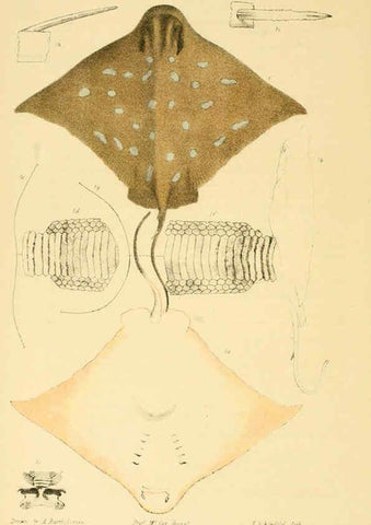 Reproducción/Reproduction 5998273505: Natural history of Victoria. Dec. 6-10 Melbourne,J.Ferres, government printer;1885-90