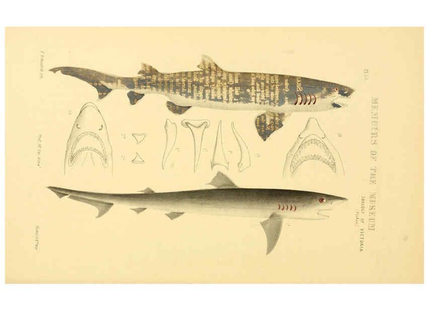 Reproducción/Reproduction 5998822094: Natural history of Victoria. Dec. 6-10 Melbourne,J.Ferres, government printer;1885-90