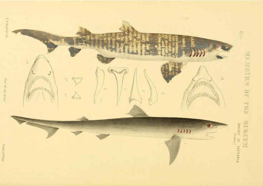 Reproducción/Reproduction 5998822094: Natural history of Victoria. Dec. 6-10 Melbourne,J.Ferres, government printer;1885-90