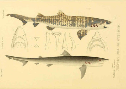 Reproducción/Reproduction 5998822094: Natural history of Victoria. Dec. 6-10 Melbourne,J.Ferres, government printer;1885-90