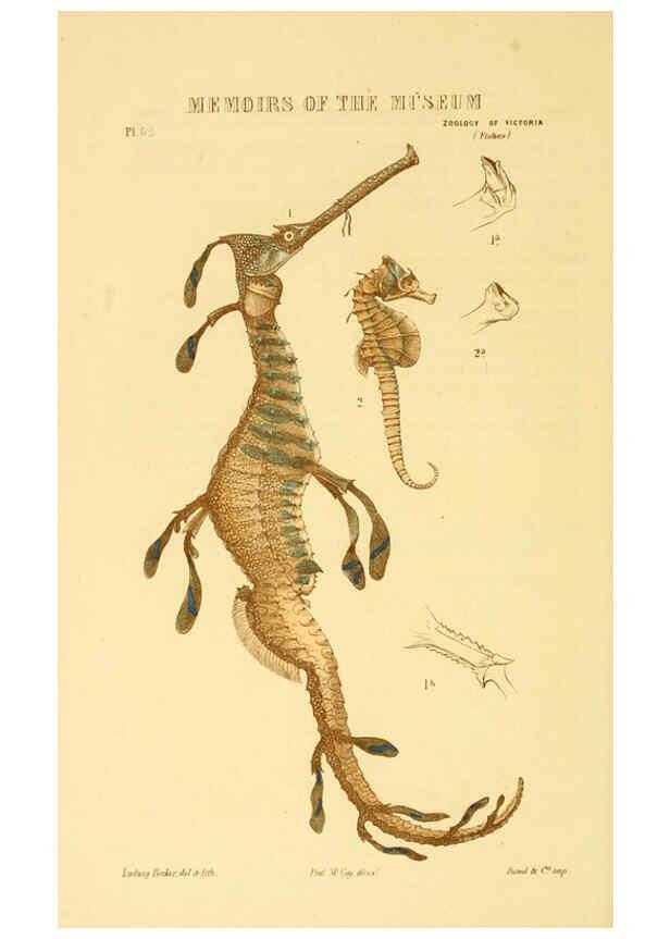 Reproducción/Reproduction 5998274633: Natural history of Victoria. Dec. 6-10 Melbourne,J.Ferres, government printer;1885-90