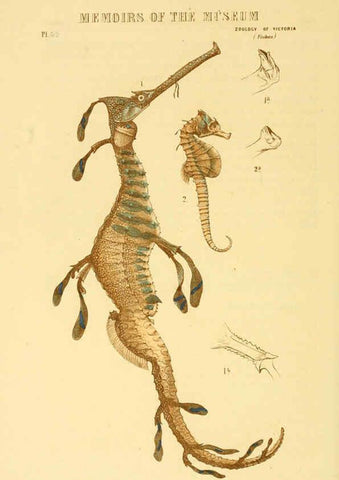 Reproducción/Reproduction 5998274633: Natural history of Victoria. Dec. 6-10 Melbourne,J.Ferres, government printer;1885-90