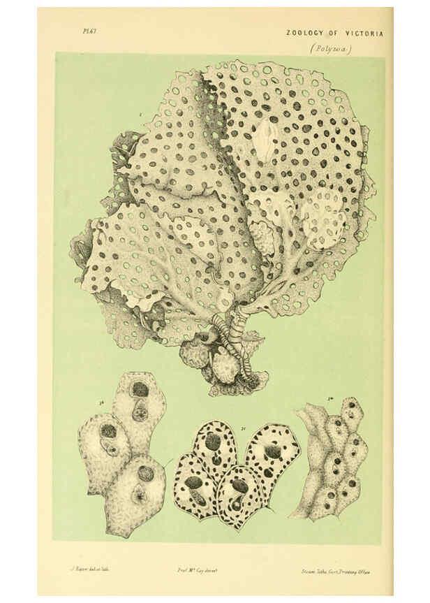 Reproducción/Reproduction 5998823640: Natural history of Victoria. Dec. 6-10 Melbourne,J.Ferres, government printer;1885-90