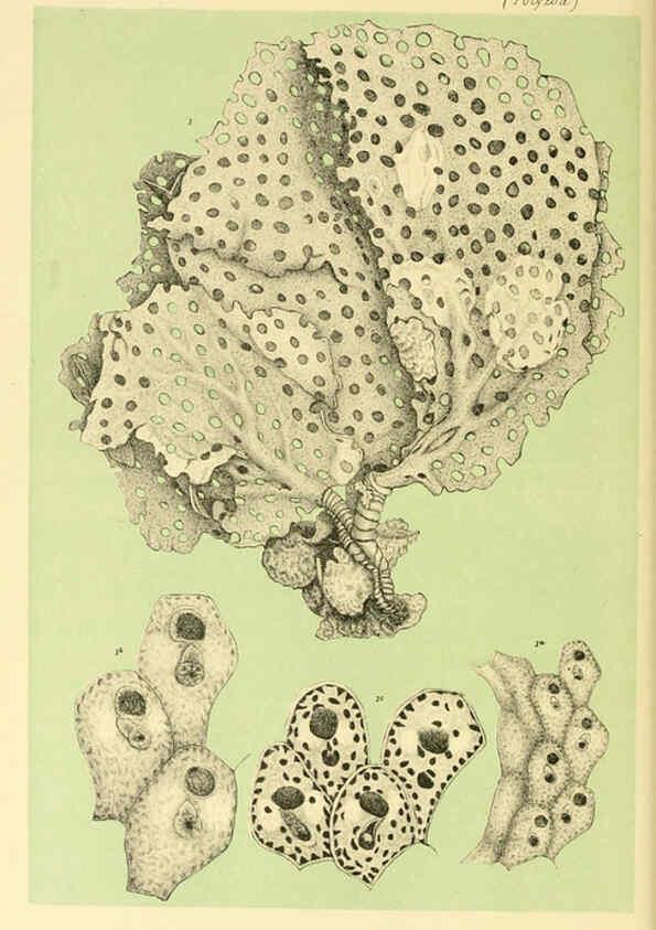 Reproducción/Reproduction 5998823640: Natural history of Victoria. Dec. 6-10 Melbourne,J.Ferres, government printer;1885-90