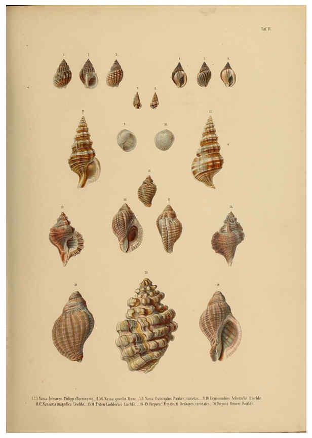 Reproducción/Reproduction 5998188600: Japanische Meeres-Conchylien T 2-3 Cassel,T. Fischer,1869-1874