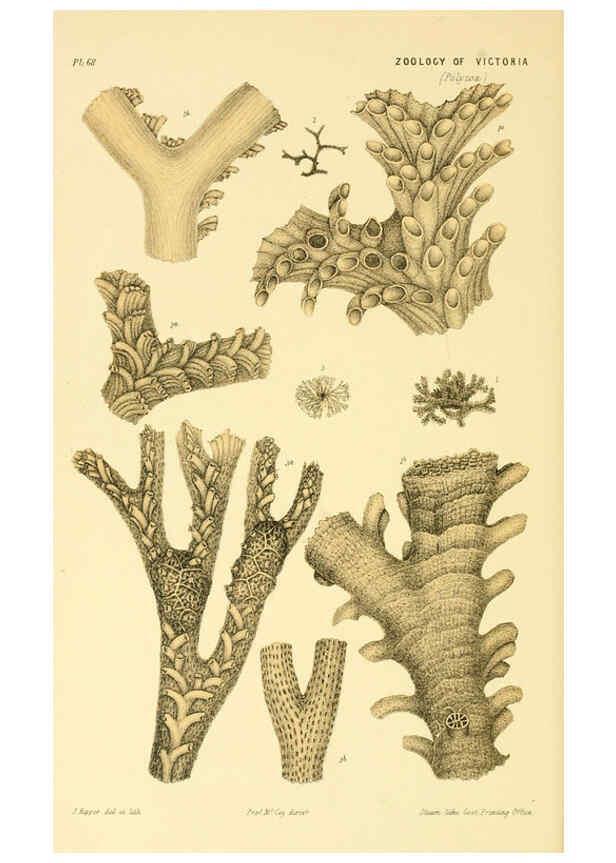 Reproducción/Reproduction 5998824472: Natural history of Victoria. Dec. 6-10 Melbourne,J.Ferres, government printer;1885-90