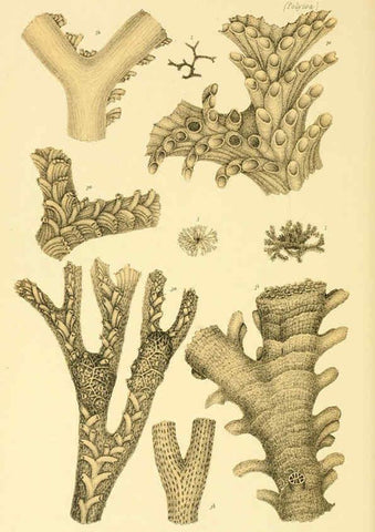 Reproducción/Reproduction 5998824472: Natural history of Victoria. Dec. 6-10 Melbourne,J.Ferres, government printer;1885-90