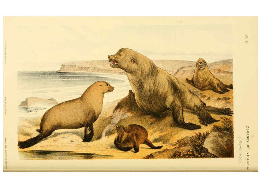 Reproducción/Reproduction 5998824862: Natural history of Victoria. Dec. 6-10 Melbourne,J.Ferres, government printer;1885-90