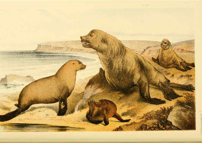 Reproducción/Reproduction 5998824862: Natural history of Victoria. Dec. 6-10 Melbourne,J.Ferres, government printer;1885-90
