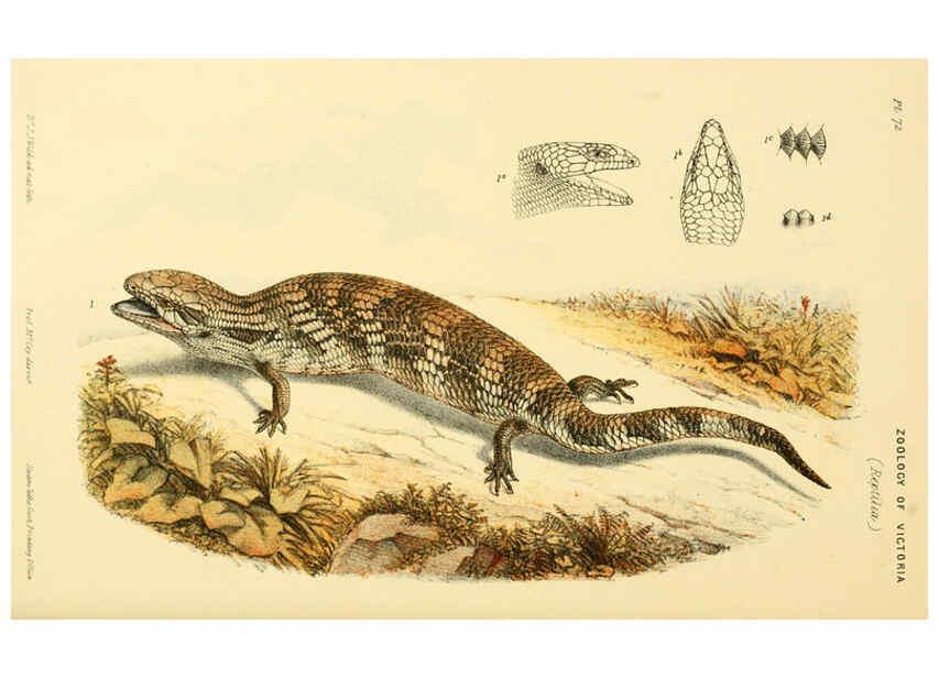 Reproducción/Reproduction 5998277081: Natural history of Victoria. Dec. 6-10 Melbourne,J.Ferres, government printer;1885-90