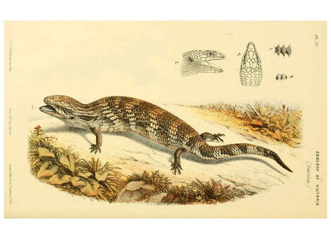 Reproducción/Reproduction 5998277081: Natural history of Victoria. Dec. 6-10 Melbourne,J.Ferres, government printer;1885-90
