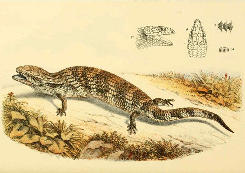 Reproducción/Reproduction 5998277081: Natural history of Victoria. Dec. 6-10 Melbourne,J.Ferres, government printer;1885-90