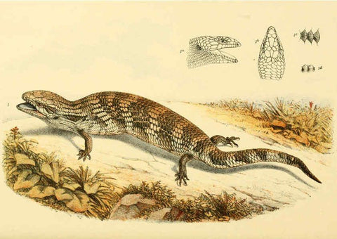 Reproducción/Reproduction 5998277081: Natural history of Victoria. Dec. 6-10 Melbourne,J.Ferres, government printer;1885-90