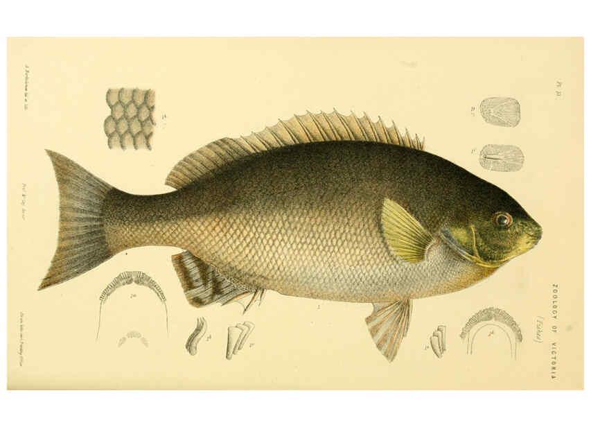 Reproducción/Reproduction 5998277625: Natural history of Victoria. Dec. 6-10 Melbourne,J.Ferres, government printer;1885-90