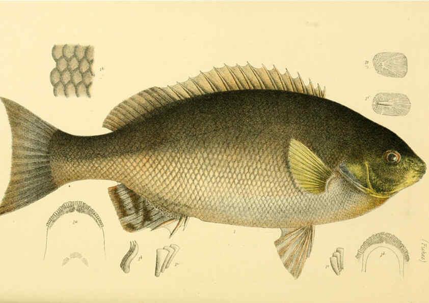 Reproducción/Reproduction 5998277625: Natural history of Victoria. Dec. 6-10 Melbourne,J.Ferres, government printer;1885-90