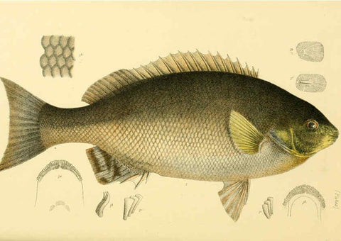 Reproducción/Reproduction 5998277625: Natural history of Victoria. Dec. 6-10 Melbourne,J.Ferres, government printer;1885-90