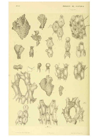 Reproducción/Reproduction 5998291621: Natural history of Victoria. Dec. 6-10 Melbourne,J.Ferres, government printer;1885-90