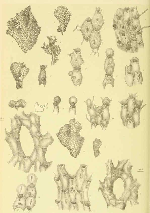 Reproducción/Reproduction 5998291621: Natural history of Victoria. Dec. 6-10 Melbourne,J.Ferres, government printer;1885-90