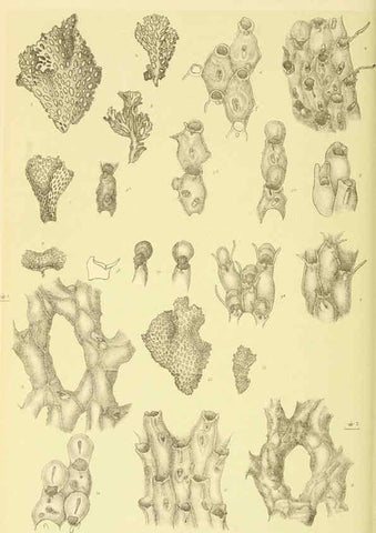 Reproducción/Reproduction 5998291621: Natural history of Victoria. Dec. 6-10 Melbourne,J.Ferres, government printer;1885-90