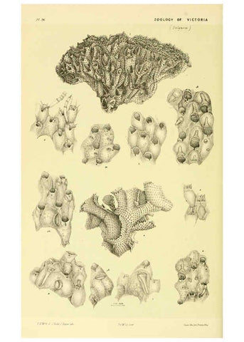 Reproducción/Reproduction 5998840746: Natural history of Victoria. Dec. 6-10 Melbourne,J.Ferres, government printer;1885-90