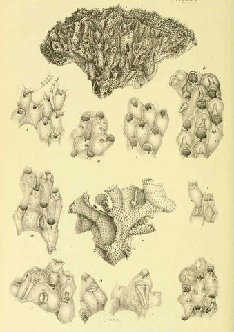 Reproducción/Reproduction 5998840746: Natural history of Victoria. Dec. 6-10 Melbourne,J.Ferres, government printer;1885-90