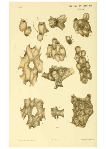Reproducción/Reproduction 5998292933: Natural history of Victoria. Dec. 6-10 Melbourne,J.Ferres, government printer;1885-90