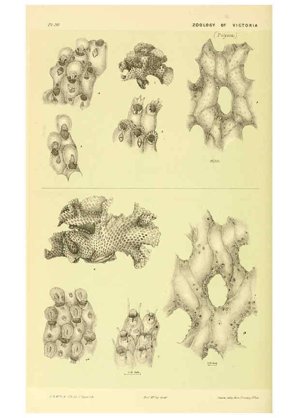 Reproducción/Reproduction 5998293365: Natural history of Victoria. Dec. 6-10 Melbourne,J.Ferres, government printer;1885-90