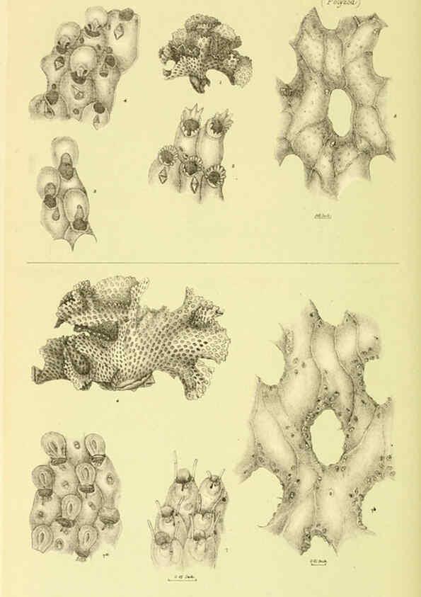 Reproducción/Reproduction 5998293365: Natural history of Victoria. Dec. 6-10 Melbourne,J.Ferres, government printer;1885-90