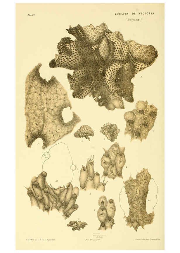 Reproducción/Reproduction 5998842414: Natural history of Victoria. Dec. 6-10 Melbourne,J.Ferres, government printer;1885-90