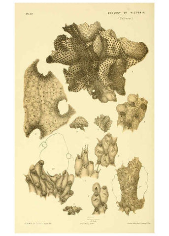 Reproducción/Reproduction 5998842414: Natural history of Victoria. Dec. 6-10 Melbourne,J.Ferres, government printer;1885-90