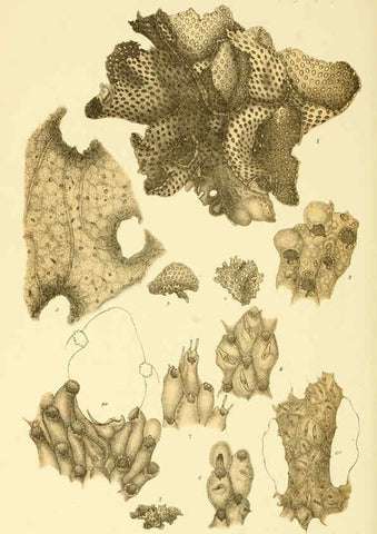 Reproducción/Reproduction 5998842414: Natural history of Victoria. Dec. 6-10 Melbourne,J.Ferres, government printer;1885-90