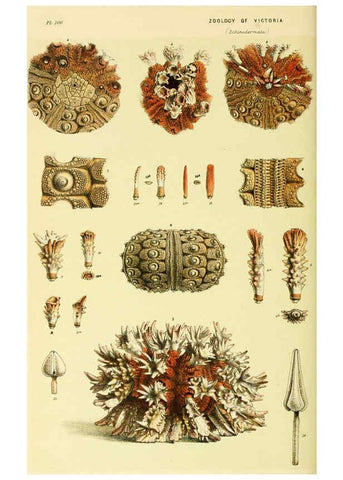 Reproducción/Reproduction 5998843022: Natural history of Victoria. Dec. 6-10 Melbourne,J.Ferres, government printer;1885-90