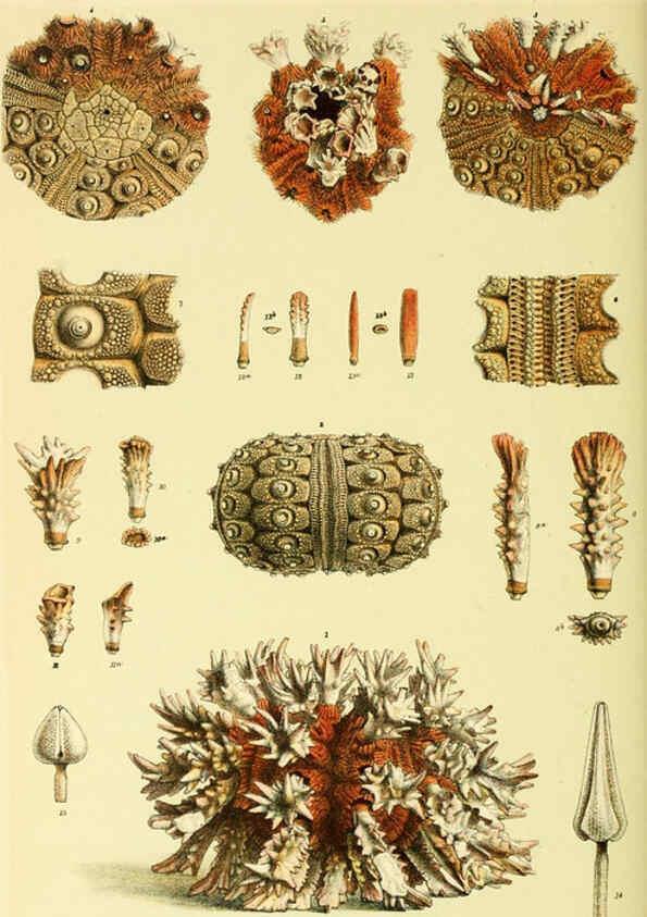 Reproducción/Reproduction 5998843022: Natural history of Victoria. Dec. 6-10 Melbourne,J.Ferres, government printer;1885-90