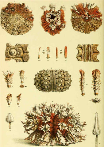 Reproducción/Reproduction 5998843022: Natural history of Victoria. Dec. 6-10 Melbourne,J.Ferres, government printer;1885-90