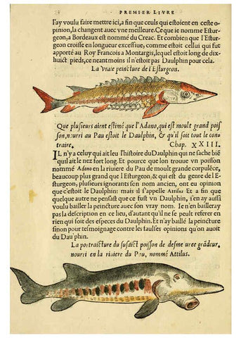 Reproducción/Reproduction 5998389357: L'histoire naturelle des estranges poissons marins A Paris :De l'imprimerie de Regnaud Chaudiere,1551