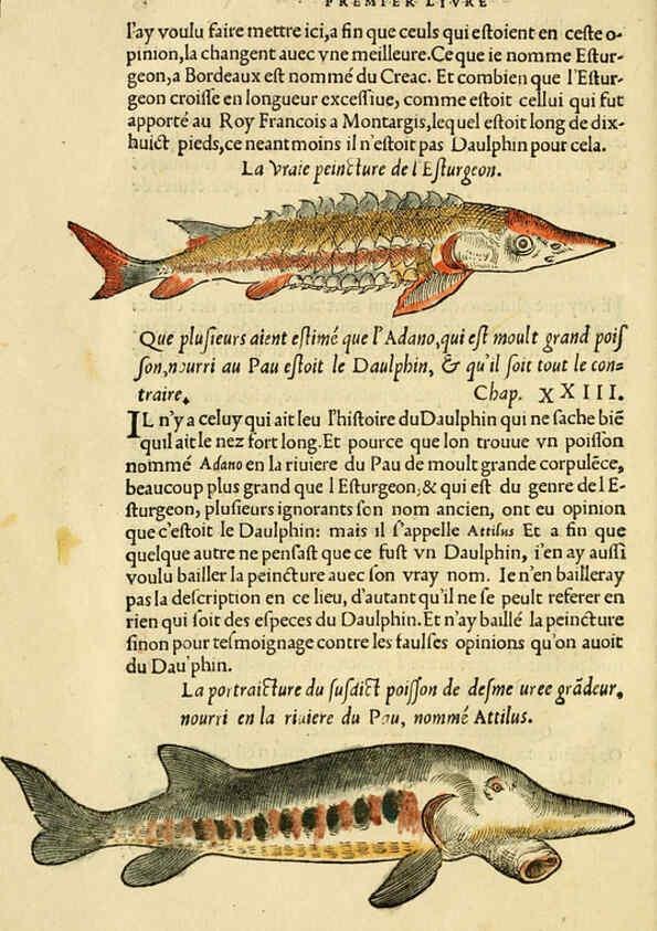 Reproducción/Reproduction 5998389357: L'histoire naturelle des estranges poissons marins A Paris :De l'imprimerie de Regnaud Chaudiere,1551