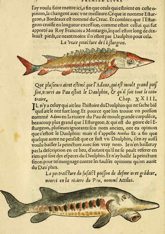 Reproducción/Reproduction 5998389357: L'histoire naturelle des estranges poissons marins A Paris :De l'imprimerie de Regnaud Chaudiere,1551