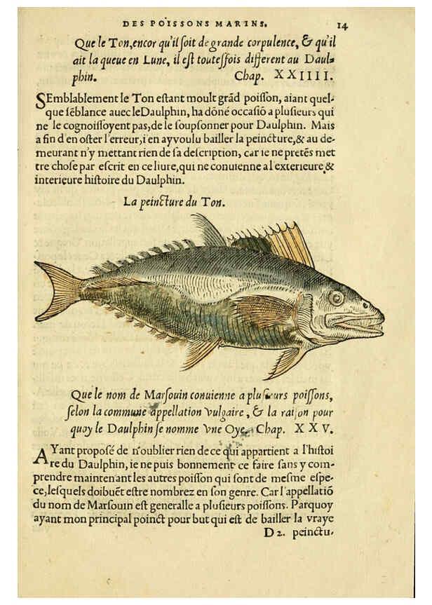 Reproducción/Reproduction 5998937590: L'histoire naturelle des estranges poissons marins A Paris :De l'imprimerie de Regnaud Chaudiere,1551