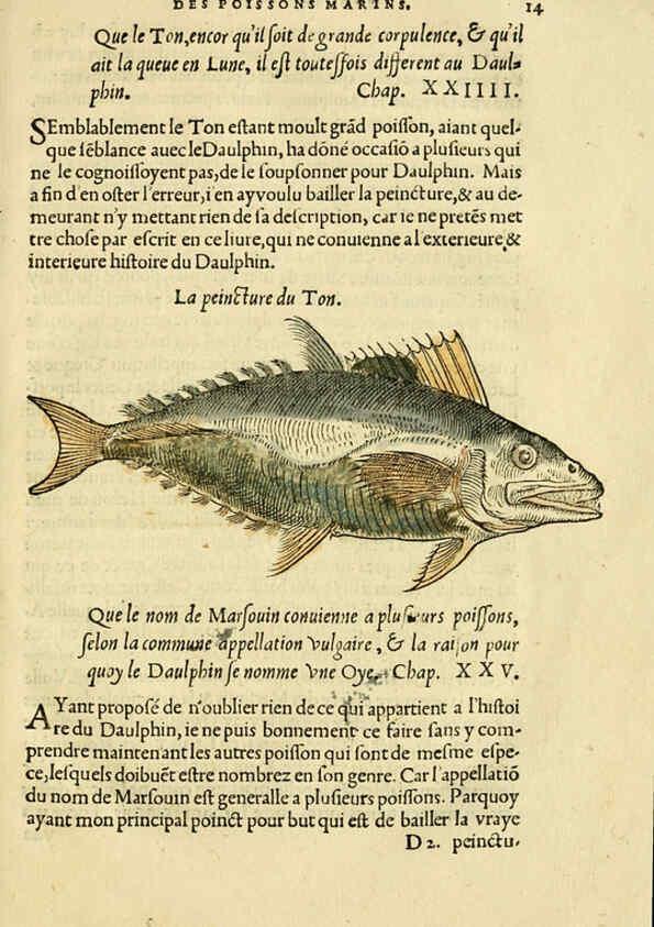 Reproducción/Reproduction 5998937590: L'histoire naturelle des estranges poissons marins A Paris :De l'imprimerie de Regnaud Chaudiere,1551