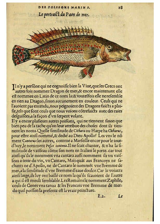 Reproducción/Reproduction 5998937970: L'histoire naturelle des estranges poissons marins A Paris :De l'imprimerie de Regnaud Chaudiere,1551