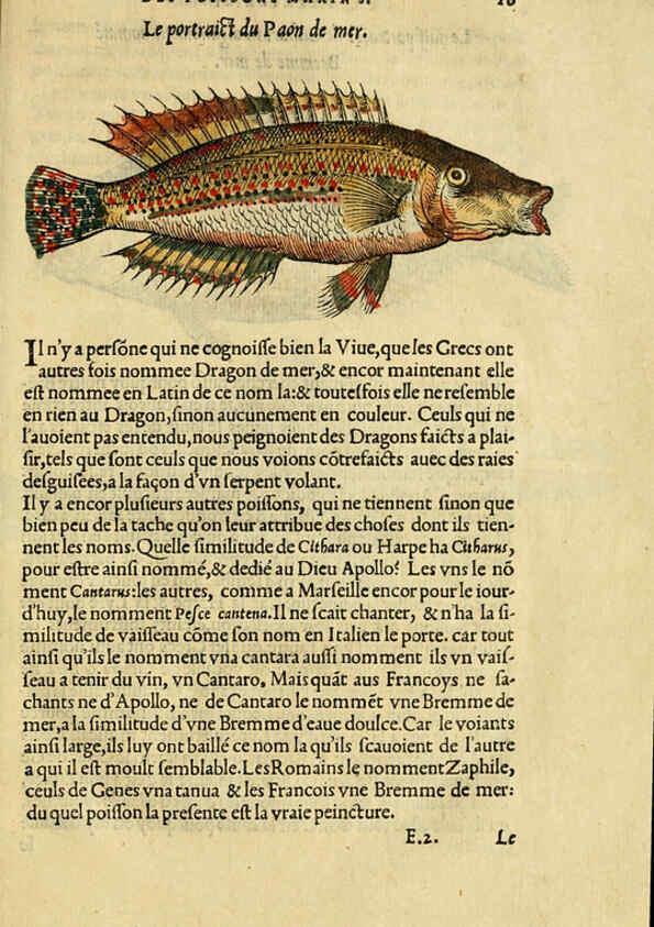 Reproducción/Reproduction 5998937970: L'histoire naturelle des estranges poissons marins A Paris :De l'imprimerie de Regnaud Chaudiere,1551
