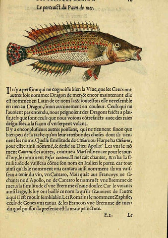 Reproducción/Reproduction 5998937970: L'histoire naturelle des estranges poissons marins A Paris :De l'imprimerie de Regnaud Chaudiere,1551