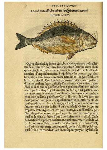 Reproducción/Reproduction 5998390221: L'histoire naturelle des estranges poissons marins A Paris :De l'imprimerie de Regnaud Chaudiere,1551