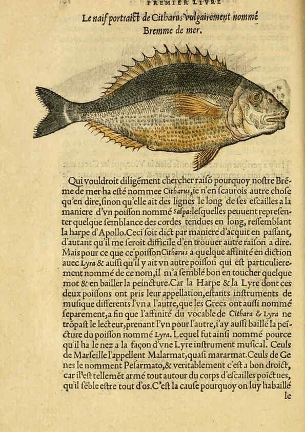 Reproducción/Reproduction 5998390221: L'histoire naturelle des estranges poissons marins A Paris :De l'imprimerie de Regnaud Chaudiere,1551