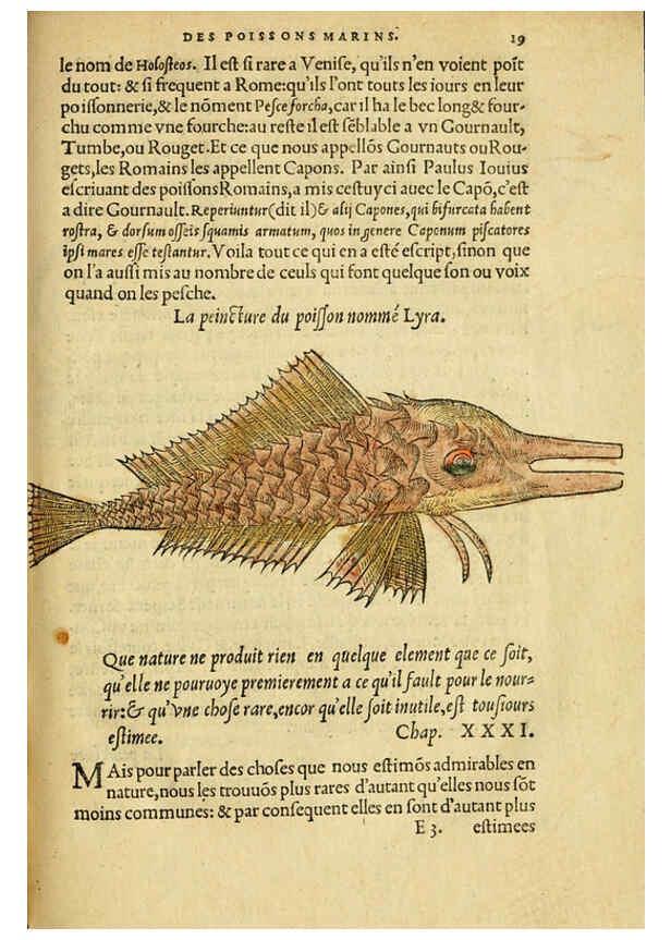 Reproducción/Reproduction 5998938598: L'histoire naturelle des estranges poissons marins A Paris :De l'imprimerie de Regnaud Chaudiere,1551