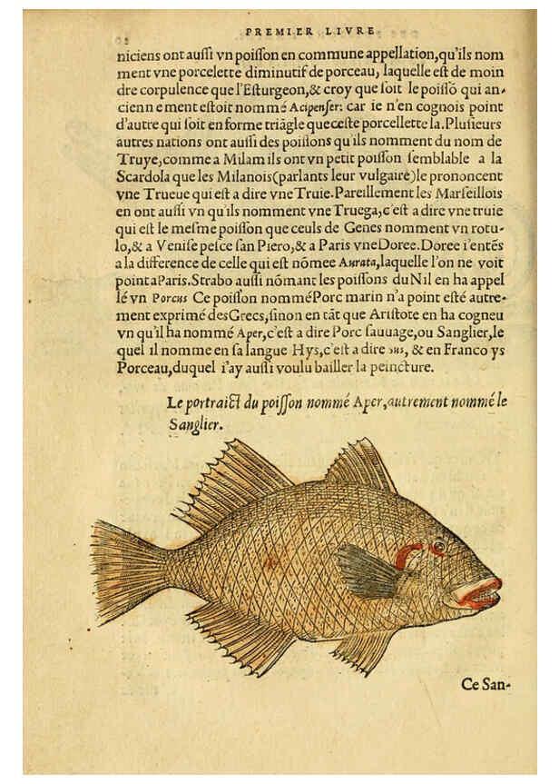 Reproducción/Reproduction 5998939230: L'histoire naturelle des estranges poissons marins A Paris :De l'imprimerie de Regnaud Chaudiere,1551