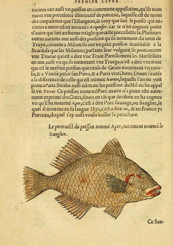 Reproducción/Reproduction 5998939230: L'histoire naturelle des estranges poissons marins A Paris :De l'imprimerie de Regnaud Chaudiere,1551