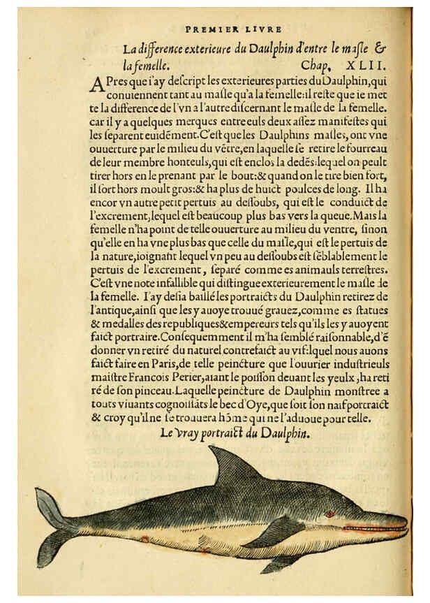 Reproducción/Reproduction 5998939576: L'histoire naturelle des estranges poissons marins A Paris :De l'imprimerie de Regnaud Chaudiere,1551