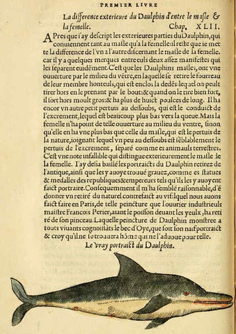 Reproducción/Reproduction 5998939576: L'histoire naturelle des estranges poissons marins A Paris :De l'imprimerie de Regnaud Chaudiere,1551